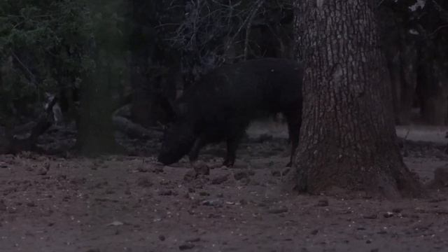 .300 BLK Sub. TUI® VS. Hog | Fort Scott Munitions смотреть онлайн