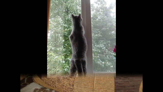 Мой прикольный, любимый котик. смотреть онлайн