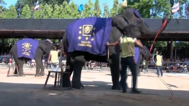 Шоу слонов Нонг нуч Паттайя Тайланд смотреть онлайн