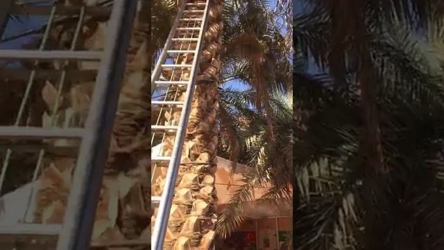 Дарахти хурмо смотреть онлайн