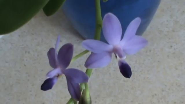 Древесная зола, чеснок, янтарка. Орхидея с вялыми листьями неделю спустя. смотреть онлайн