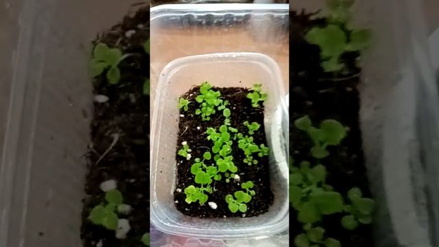 Петуния из семян посадка 5.12.2020г