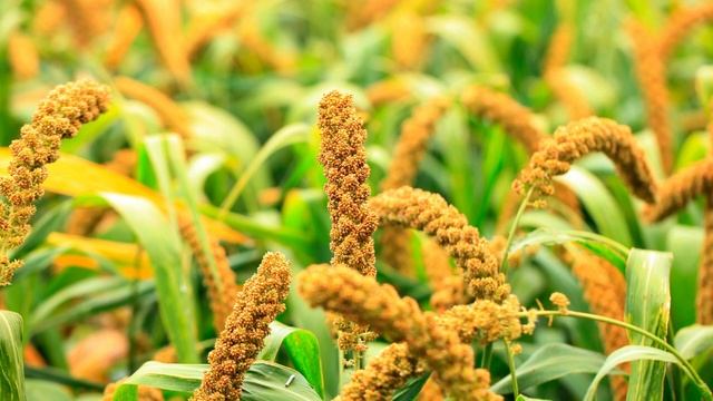 Два супа для здоровья вашей  печени!  Желчегонные рецепты   из тыквы и кабачков