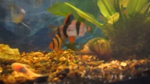 Нерест суматранских барбусов. икра