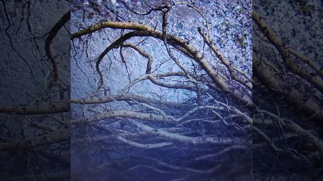 Корень алтея: лечебные свойства и противопоказания. смотреть онлайн