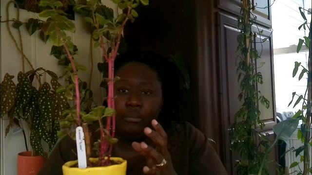 Plant Danger Zone! смотреть онлайн