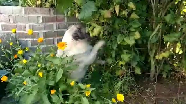 мопс ВЕГАН кушает смородину с куста №1 смотреть онлайн