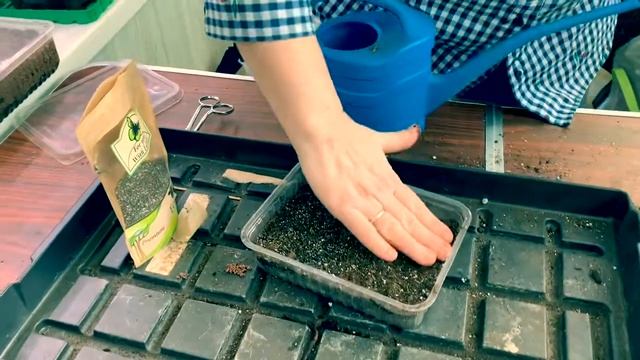 Время посадки сельдерея и чиа смотреть онлайн