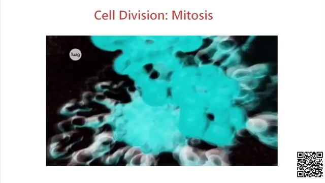 Митоз и мейоз, их биологическое значение смотреть онлайн