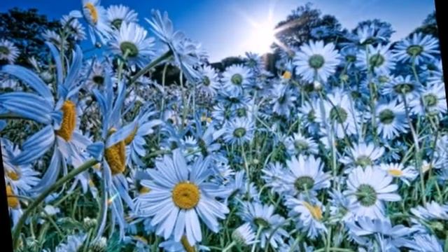 Людмила Герасимчук. Христианские песни смотреть онлайн