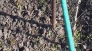 Малина " Крепыш". Обзор осенней посадки.