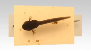 Лягушки. Детям как появляются и где живут лягушки