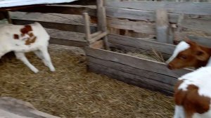 Купили быка. Лечу теленка от поноса. Обработка телят.