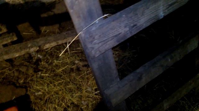 Молодки ищут под себя гнёзда, ломают яйца и выбрасывают сено!