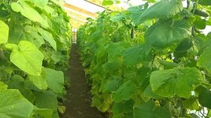 Так ли хорош огурец Лютояр, как его хвалят?