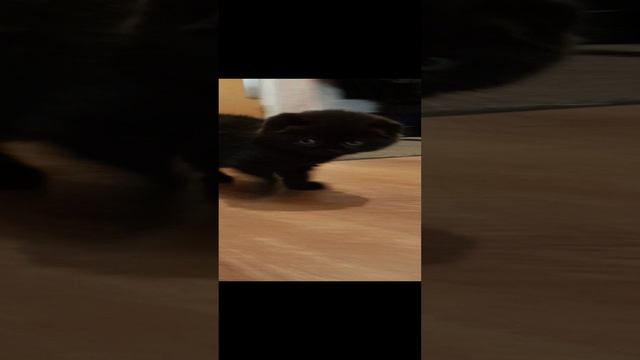 Знакомство с Китти смотреть онлайн