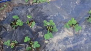Гумат Калия МОЩНАЯ Подкормка для Клубники.