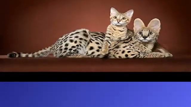 Самая большая кошка // The big cat смотреть онлайн