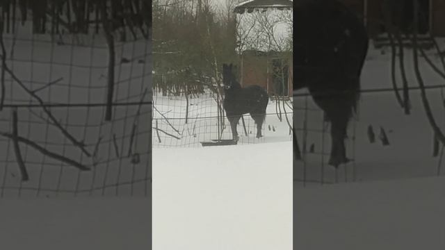 Флика вернулась. #лошадь. Укрощение строптивой. Второй шанс смотреть онлайн