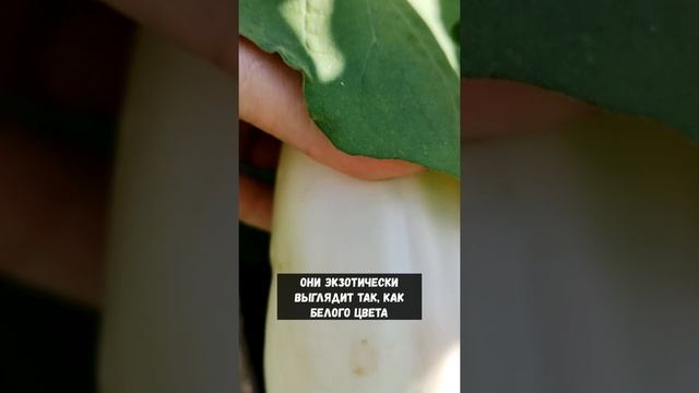 Показываю белые баклажаны) #shorts смотреть онлайн