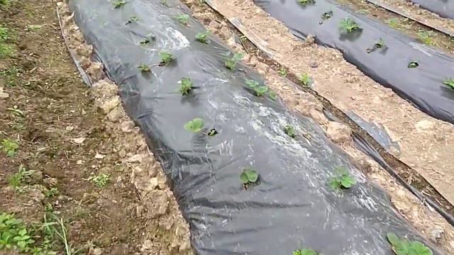 Альбион осенью, сорт монстр 🔥🍓🍓🍓 смотреть онлайн