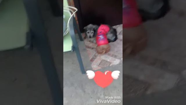 Дружелюбная собака😀 смотреть онлайн