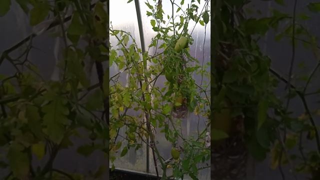 30 октября,2023 год,сегодня у нас была жара ,17 градусов,а у меня еще помидоры смотреть онлайн