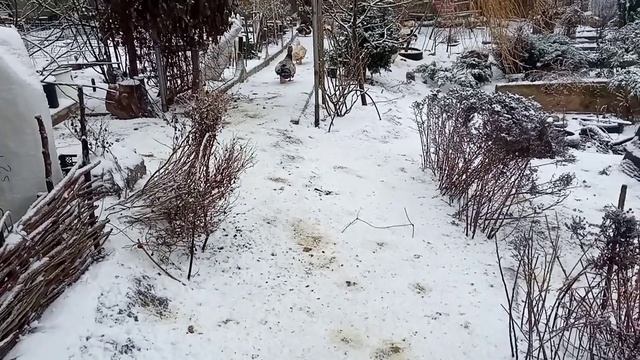 Страшная драка у селезней Индоуток. смотреть онлайн