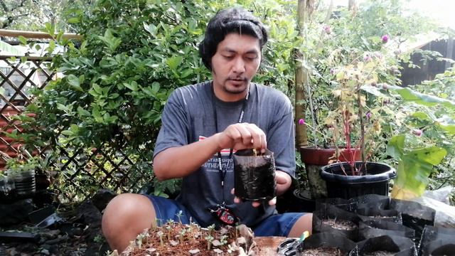 planting adenium seedlings sa polybag dahil sa bagyo | prematured desert rose (kalachuchi) repottin смотреть онлайн