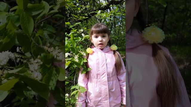 С. А. Есенин "Черемуха душистая.." смотреть онлайн