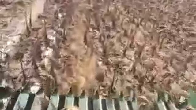 chinese sunflower seeds harvester/китайский харвестер семян подсолнечника смотреть онлайн