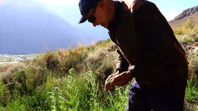 Сбор плодов полыни горькой часть 1 смотреть онлайн