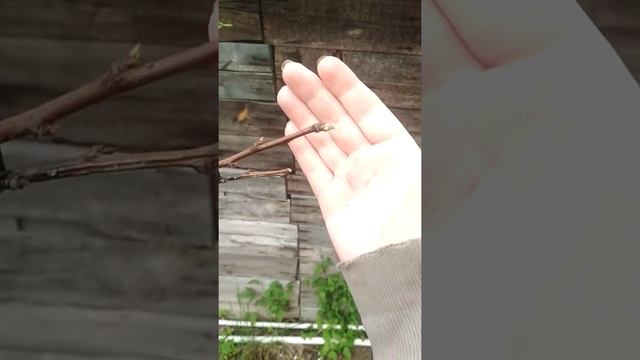 Прививка абрикос на сливу (старую). Долгий результат Результат прививки абрикос. смотреть онлайн