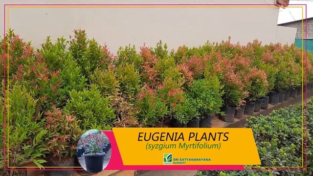 Syzygium Mytifolium (Eugenia) Plants in kadiyam смотреть онлайн