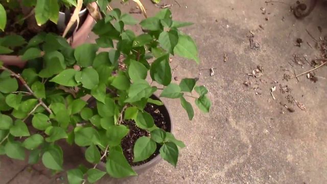 Bougainvilleas Blooming Late. смотреть онлайн