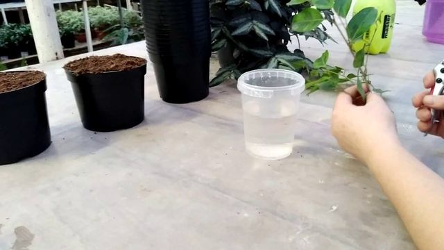 Фикус Бенджамина уй шароитида купайтириш ва парвариши смотреть онлайн