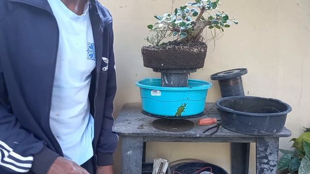 Transplante de ficus (Green Island) смотреть онлайн