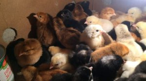 Итоги инкубации Доминант 109 и 459