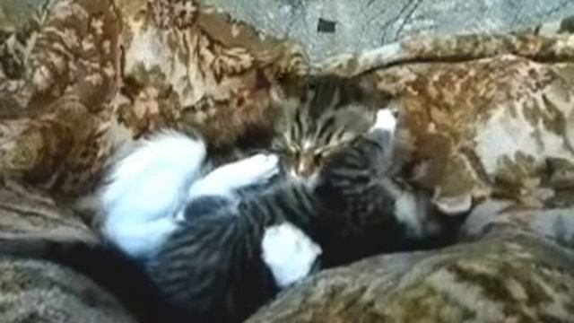 2 Лапочка и Рычард Кошка и Котёнок Lapochka And Richard Cat And Kitten