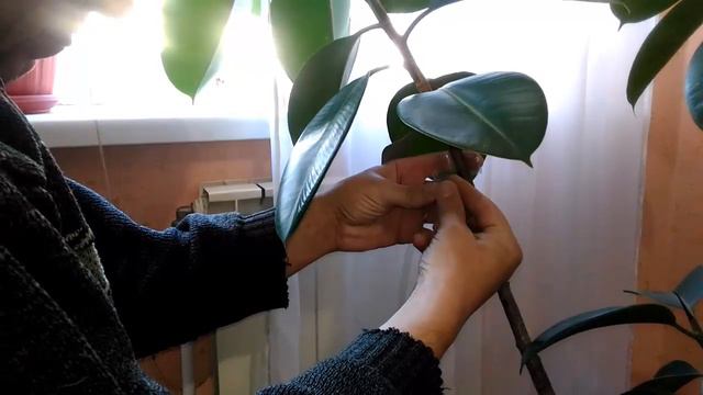 Как подвязать комнатные растения пэт бутылкой. How to tie indoor plants смотреть онлайн
