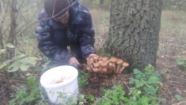 Собираем ништячки !!! ? смотреть онлайн
