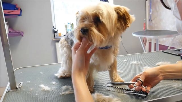 PetGroooming - Yorkie Grooming #71 смотреть онлайн