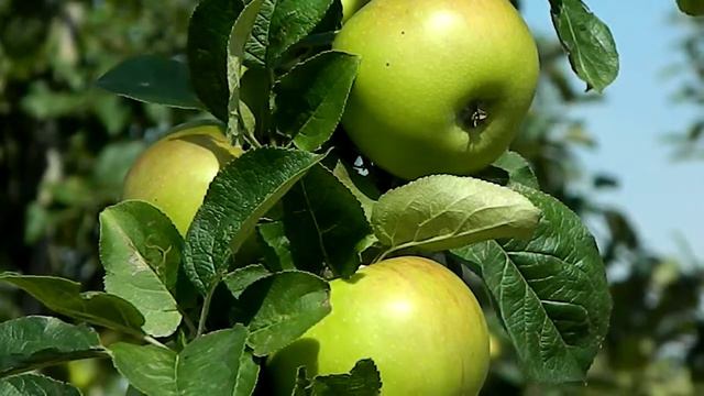 Malus domestica 'Glorie van Holland' смотреть онлайн