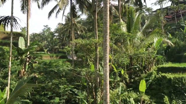 БАЛИ - вилог. Путешествуем по Семиняк, Кута и Чанггу смотреть онлайн