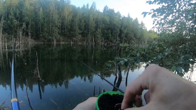 В этом коряжнике полно крупного карася. Рыбалка на карьере с затопленным лесом смотреть онлайн
