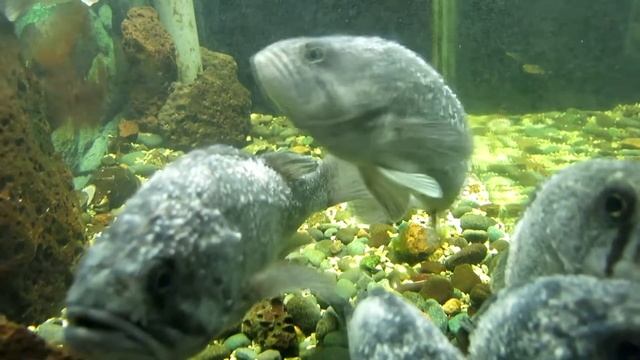 Серые Ерши Скучают в Аквариуме смотреть онлайн