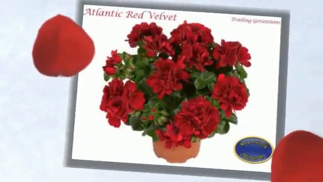 Trailing Geraniums смотреть онлайн