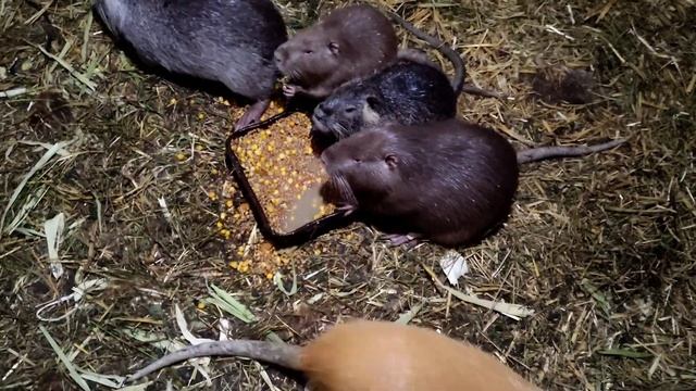 Нутрии.!.Небольше перемены, люцерна, будет 5 укос? смотреть онлайн