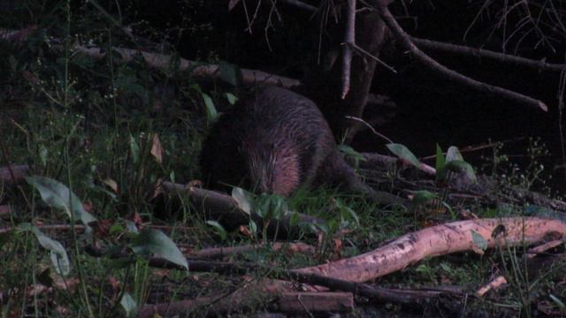 Бобр выбрался из воды поесть травки. Видео снято белой ночью на берегу лесного озера смотреть онлайн