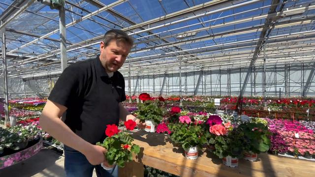 Florensis | Pelargonium Galaxy смотреть онлайн